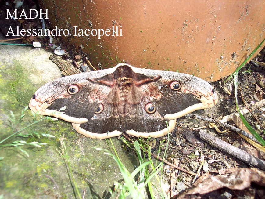 Saturnia pyri